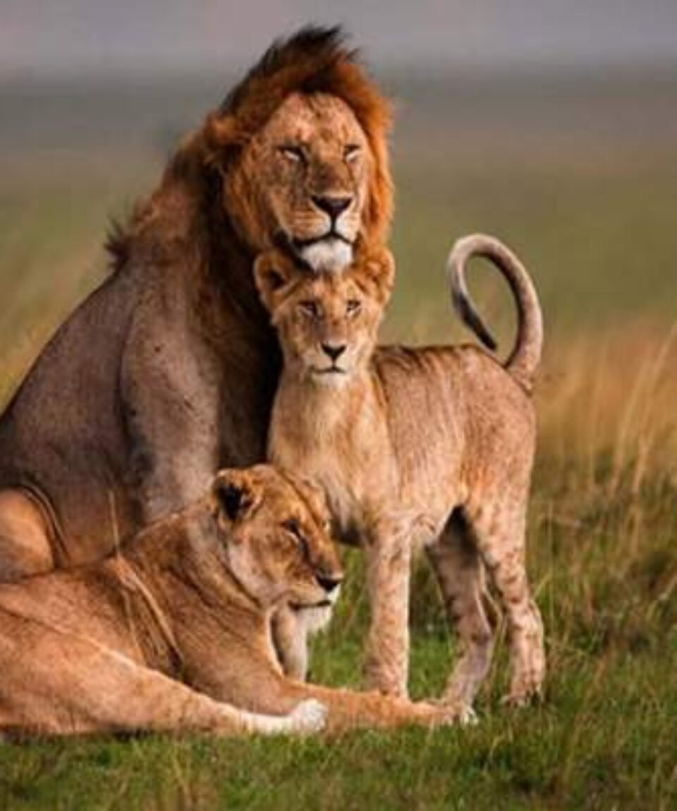 14 Days Africa Escorted Tours Holiday Safari Vacation