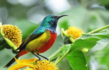 5 Days Kenya Bird Watching Photography Tour