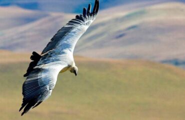 South Africa Birdwatching Adventure