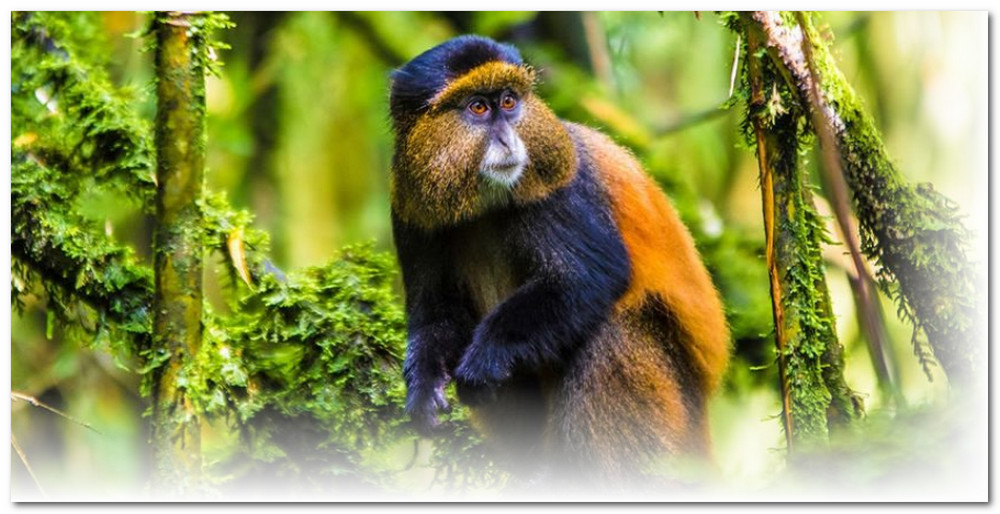 Rwanda Virunga Volcanoes National Park Golden Monkey
