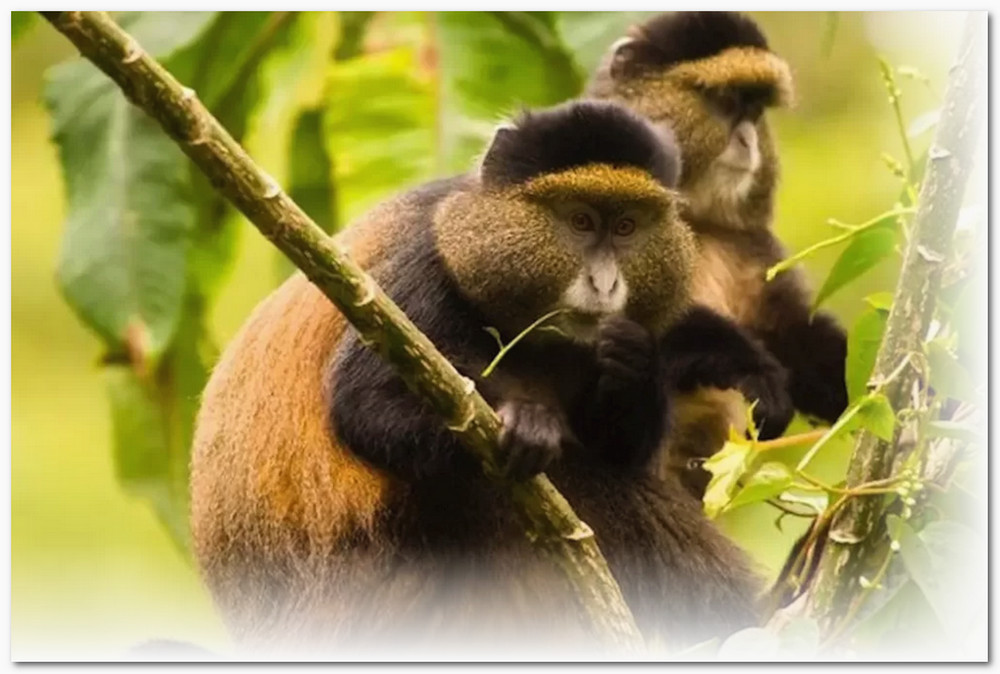 Golden Monkeys of Rwanda