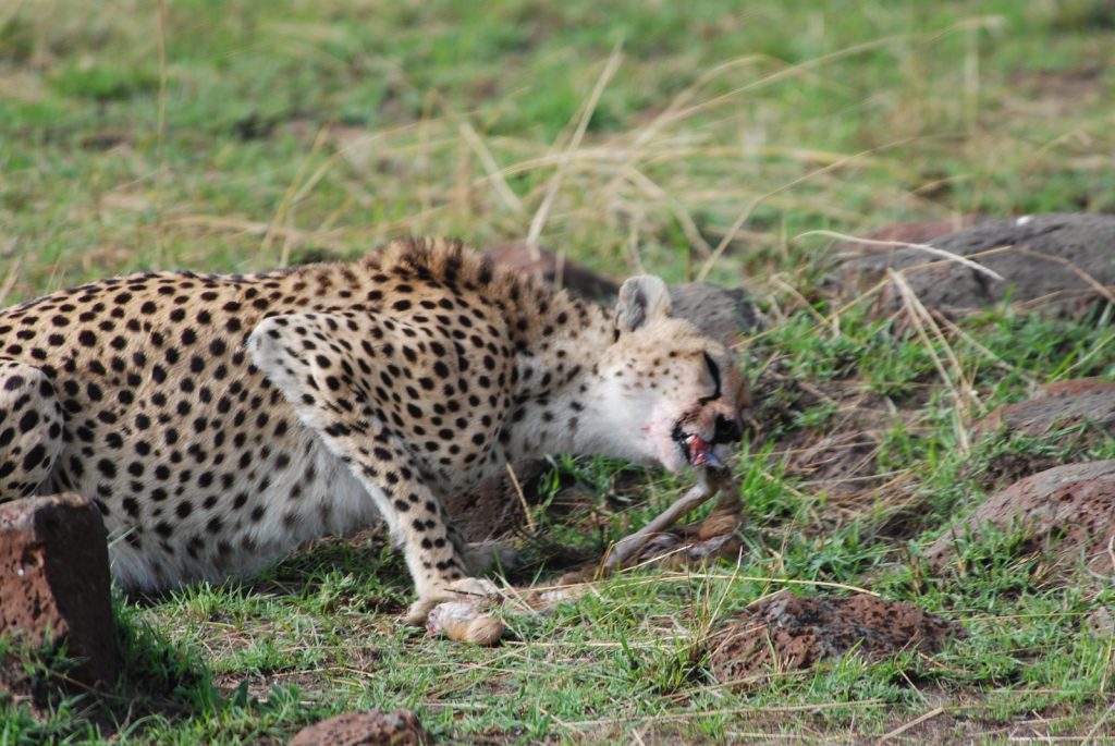 Kenya Tanzania Tour Safari Packages, Kenya and Tanzania Safaris