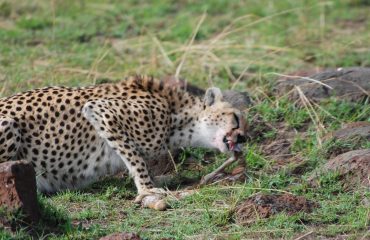 Kenya Tanzania Tour Safari Packages, Kenya and Tanzania Safaris