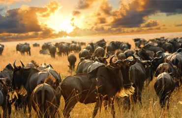Africa Safari Bookings, Africa Holiday Safaris, Africa Vacations, Kenya Holiday Packages, Tanzania Wildlife Safaris, Uganda Holiday Tours.