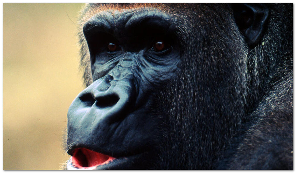 Gorilla Safaris in Uganda, Primate Tours in Uganda