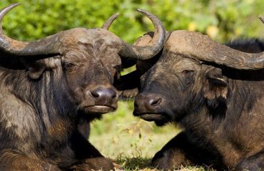 Africa Safari Bookings, Africa Holiday Safaris, Africa Vacations, Kenya Holiday Packages, Tanzania Wildlife Safaris, Uganda Holiday Tours.