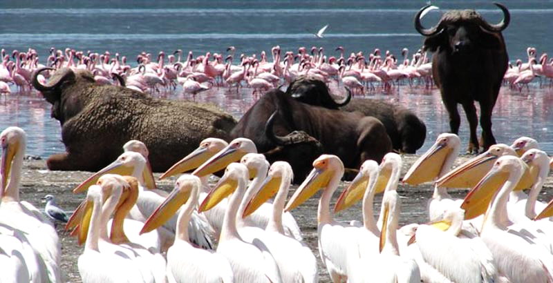12 Days Guided Africa Wildlife Photography Tours