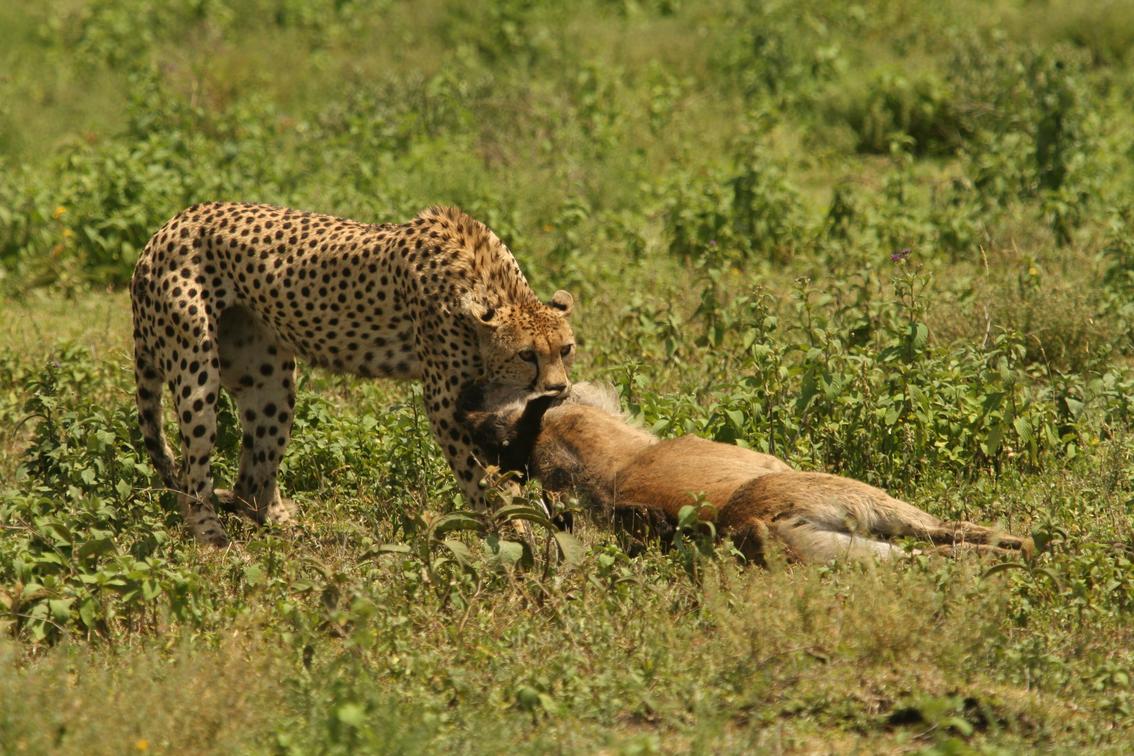 Cheetah in the Tanzania Wilderness, Tanzania Safari Bookings, Tanzania Safari Packages, Tanzania Holidays